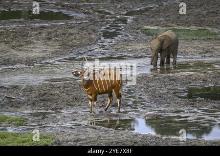 Junger Waldelefant (Loxodonta cyclotis) und Bongoantilope (Tragelaphus eurycerus) in der Waldlichtung Dzanga Bai, Dzanga-Ndoki Nationalpark, U Stockfoto