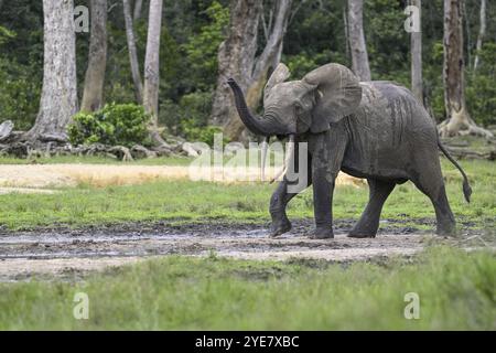 Waldelefant (Loxodonta cyclotis) in der Dzanga Bai Waldlichtung, Dzanga-Ndoki Nationalpark, UNESCO-Weltkulturerbe, Dzanga-Sangha Komplex Stockfoto