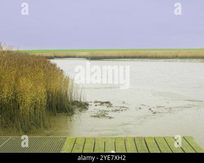 Ebbe, Wattenmeer, Dollart, Nieuwe Statenzijl, Niederlande Stockfoto