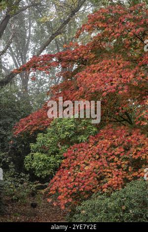 Ahornblättriger Ahorn (Acer japonicum Aconitifolium) im Herbstlaub, Emsland, Niedersachsen, Deutschland, Europa Stockfoto