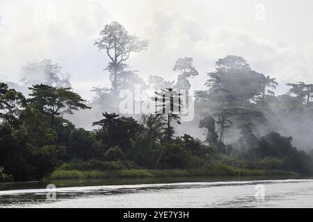 Nebel über dem Regenwald entlang des Flusses Sangha, Dzanga-Sangha Complex of Protected Areas (DSPAC), Präfektur Sangha-Mbaere, Zentralafrikanische Republik Stockfoto