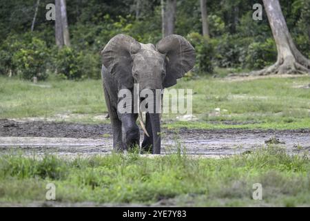 Waldelefant (Loxodonta cyclotis) in der Dzanga Bai Waldlichtung, Dzanga-Ndoki Nationalpark, UNESCO-Weltkulturerbe, Dzanga-Sangha Komplex Stockfoto