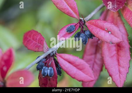 Großblättrige Berberitze (Berberis julianae), Herbstlaub, Speyer, Rheinland-Pfalz, Deutschland, Europa Stockfoto