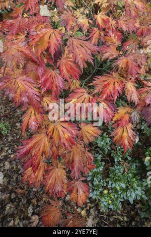 Ahornblättriger Ahorn (Acer japonicum Aconitifolium) im Herbstlaub, Emsland, Niedersachsen, Deutschland, Europa Stockfoto