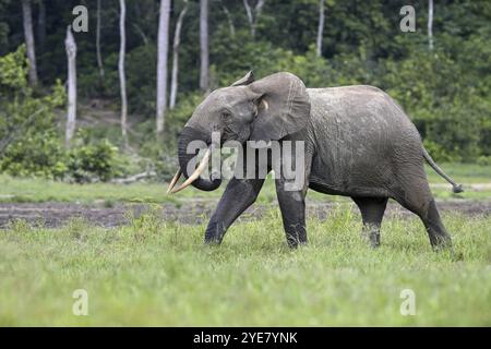 Waldelefant (Loxodonta cyclotis) in der Dzanga Bai Waldlichtung, Dzanga-Ndoki Nationalpark, UNESCO-Weltkulturerbe, Dzanga-Sangha Komplex Stockfoto