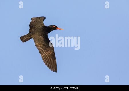 Cape Austernfischer, afrikanischer Austernfischer (Haematopus moquin), Luftaufnahme, blauer Himmel, Seitenansicht, Table Mountain National Park Cape of Good Hope Natur Stockfoto