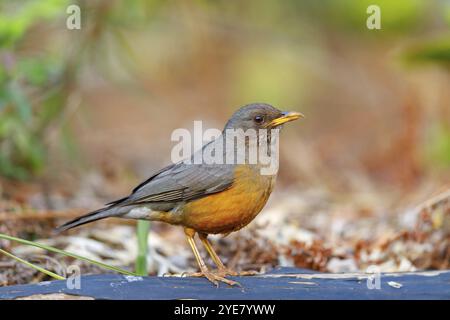 Kap-Soor (Turdus olivaceu), Olivensoor, Biotope, Futtersuche, songbird, Familie Thrush, Afrika, Giant's Castle Hutted Camp, River Walk, Imbabazane W Stockfoto