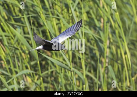 Weißflügelteere, (Chlidonias leucopterus), Nahrungssuche, Flugaufzeichnung, East River, Insel Lesbos, Griechenland, Europa Stockfoto