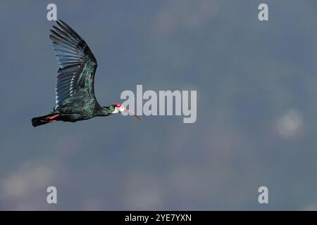 Glatze Ibis, (Geronticus calvu), glatter Hals Ibis. Ibis, Luftbild, Afrika, Giant's Castle Hide, Imbabazane Local Municipality, KwaZulu-Natal Stockfoto