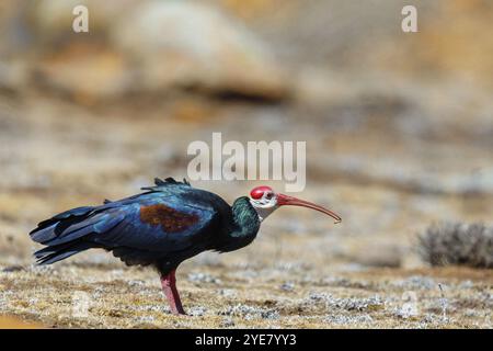 Glatze Ibis, (Geronticus calvu), glatter Hals Ibis. Ibis, Biotope, Futtersuche, Afrika, Giant's Castle Hide, lokale Gemeinde Imbabazane, KwaZulu-Natal Stockfoto