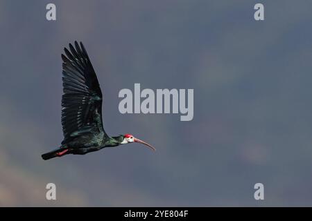 Glatze Ibis, (Geronticus calvu), glatter Hals Ibis. Ibis, Luftbild, Afrika, Giant's Castle Hide, Imbabazane Local Municipality, KwaZulu-Natal Stockfoto