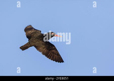 Cape Austernfischer, afrikanischer Austernfischer (Haematopus moquin), Luftaufnahme, blauer Himmel, Seitenansicht, Tafelberg-Nationalpark / Kap der Guten Hoffnung Nat Stockfoto