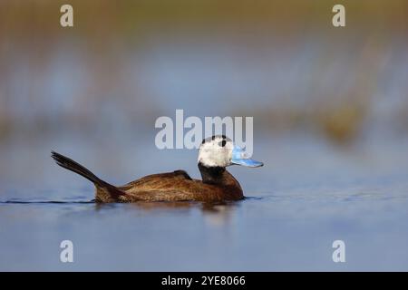 Weißköpfige Ruddy-Ente (Oxyura leucocephala), männlich, drake, Hides de El Taray Floating HID, Villafranca de los Caballeros, Castilla La Mancha Toledo Stockfoto