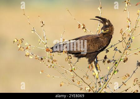 Haubenadler (Lophaetus occipital), hockender Vogel, Raubvogel, falkenähnliche Familie, eagle, besiedelt das tropische Afrika, Karkloof Conservation Centre, Ho Stockfoto