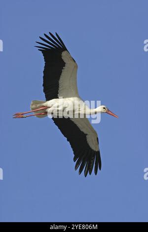 Weißstorch (Ciconia ciconia), Flugfoto, auf dem Weg zum Nest, blauer Himmel, Mülldeponie Lorsch, Hessen, Bundesrepublik Deutschland Stockfoto