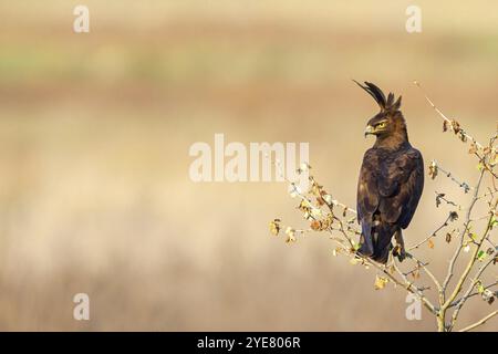 Haubenadler (Lophaetus occipital), hockender Vogel, Raubvogel, falkenähnliche Familie, eagle, besiedelt das tropische Afrika, Karkloof Conservation Centre, Ho Stockfoto