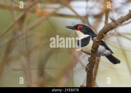 Bundschwanz-Fliegenfänger, Lappenfänger, Braunfänger, (Platysteira cyanea), Afrika, Sita Joyeh Baobab Island, Farasutu, South Bank, GA Stockfoto