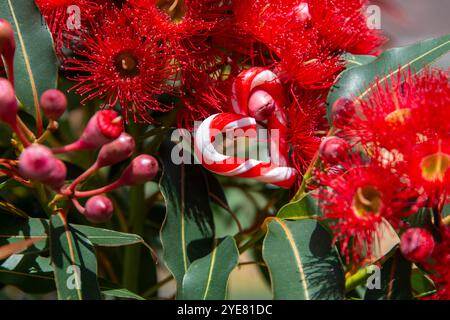 Ein australisches Weihnachtsbild mit einem Herz in Form von Zuckerrohr, zwischen einem australischen Kaugummi in Blüte, roten Blumen - Horizontal, Sommer, Eukalyptusbaum Stockfoto