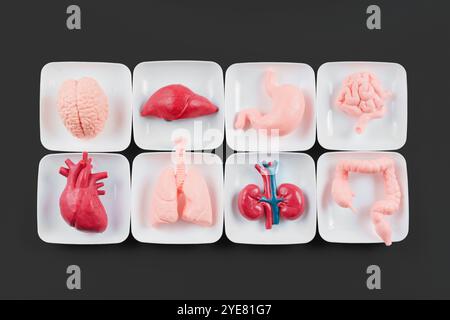 Sammlung anatomischer Modelle menschlicher Organe auf weißen Platten vor dunklem Hintergrund. Stockfoto