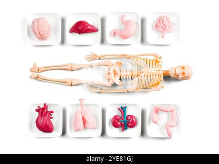 Menschliches Skelettmodell, umgeben von anatomischen Organen auf Platten, ideal für Bildungszwecke. Stockfoto