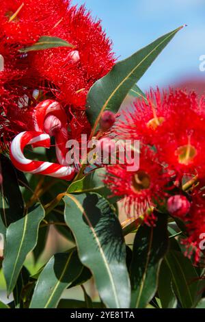 Ein australisches Weihnachten mit einem Herz in Form von Zuckerrohr, zwischen einem australischen Kaugummi in Blüte - vertikal, Sommer, Eukalyptus Stockfoto