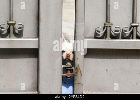 Ein neugieriger Chihuahua, der aus dem geschlossenen Tor eines Hofes in Italien blickt Stockfoto