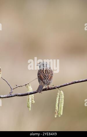 Phasianus colchicus Dunnock im Hazel New Forest National Park Hampshire England Großbritannien Stockfoto
