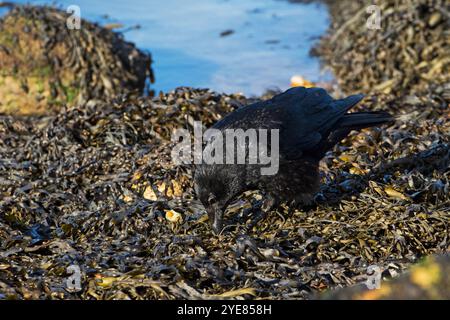 AAS-Krähe Corvus Corone Corone Fütterung unter Algen Langstone Harbour in der Nähe von Portsmouth Hampshire England UK Januar 2016 Stockfoto