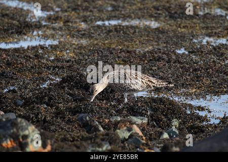 Eurasian curlew Numenius arquata Fütterung unter Algen Loch Spelve Mull Inneren Hebriden Argyll und Bute Schottland März 2017 Stockfoto