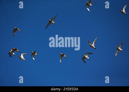 Alpenstrandläufer Calidris alpina Herde im Flug, titchwell Marsh RSPB Reservat, Norfolk, England, UK, September 2018 Stockfoto
