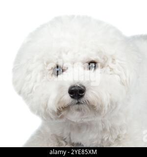 Bichon Frise Hündchen. Hund isoliert auf weißem Hintergrund. Weißer Hund. Stockfoto