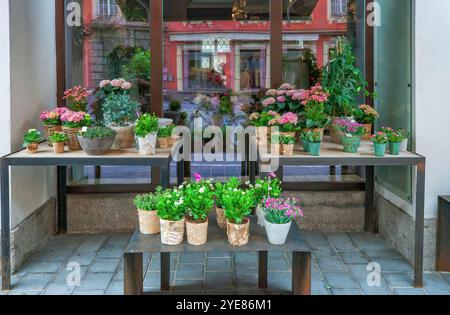 Blumenladen auf der Straße. Verschiedene farbenfrohe Blumen und grüne Pflanzen in Töpfen zum Verkauf in der Nähe des Blumenmarktes, selektiver Fokus Stockfoto