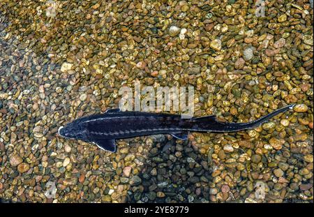 Sterlet Schwimmen im Teich. Sturgeon schwimmt im See. Acipenser Ruthenus, Draufsicht Stockfoto