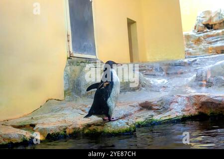 Junger afrikanischer Pinguin, der im Zoo läuft. Juveniler Spheniscus demersus oder Kappinguin, Seitenansicht Stockfoto