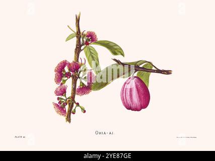 Blumenillustration der hawaiianischen Blüten von 1885. Vintage botanische Kunst mit exotischen Inselblumen, perfekt für Natur, Geschichte und Blumen Stockfoto