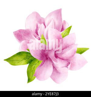 Rosafarbene Magnolienblüten mit grünen Blättern. Isoliertes Objekt für die Gestaltung von Postkarten, Einladungen, Glückwünschen. Stockfoto