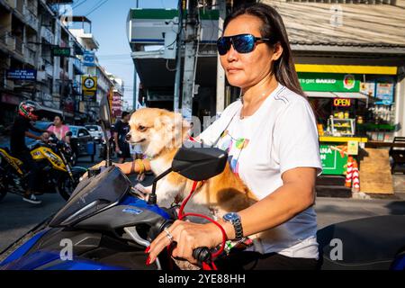 Eine junge Thai-Dame macht sich auf den Weg durch Soi Buakhao Pattaya Thailand mit ihrem Hund, der vorne sitzt. Stockfoto