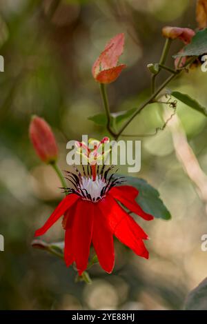 Porträt einer roten Passionsblume mit Bokeh Stockfoto