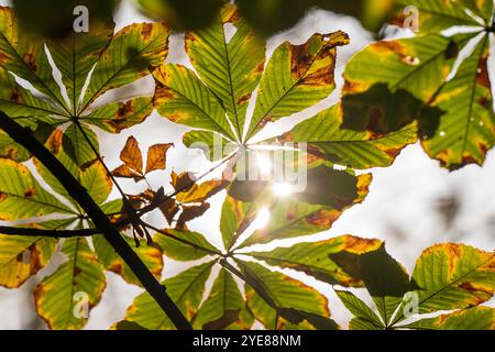 München, Deutschland. 30. Oktober 2024. Herbstliche Kastanienblätter hängen im Biergarten am Chinesischen Turm im Englischen Garten. Quelle: Peter Kneffel/dpa/Alamy Live News Stockfoto