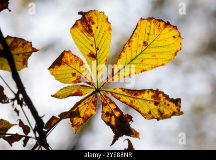 München, Deutschland. 30. Oktober 2024. Herbstliche Kastanienblätter hängen im Biergarten am Chinesischen Turm im Englischen Garten. Der Deutsche Wetterdienst hat seinen Monatsbericht für Oktober veröffentlicht. Quelle: Peter Kneffel/dpa/Alamy Live News Stockfoto