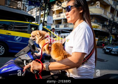 Eine junge Thai-Dame macht sich auf den Weg durch Soi Buakhao Pattaya Thailand mit ihrem Hund, der vorne sitzt. Stockfoto