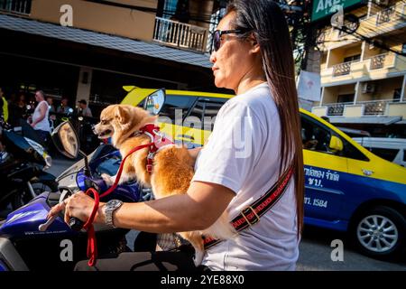 Eine junge Thai-Dame macht sich auf den Weg durch Soi Buakhao Pattaya Thailand mit ihrem Hund, der vorne sitzt. Stockfoto