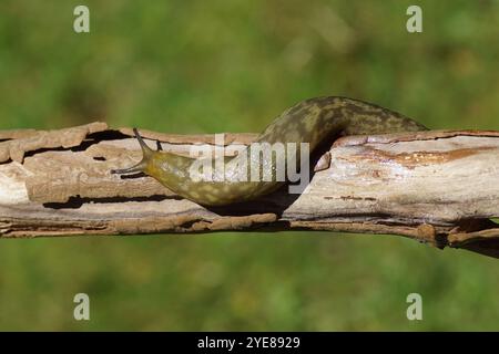 Gelber Slug (Limacus flavus Synonym Limax flavus). Familie Keelback-Schnecken (Limacidae). Über eine alte Brache kriechen. Sommer, Juli, Niederlande Stockfoto