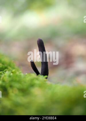Dead man's Fingers Pilz (Xylaria polymorpha), Everdon Stubbs, Northamptonshire, Vereinigtes Königreich Stockfoto