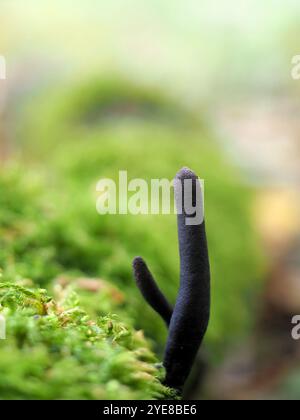 Dead man's Fingers Pilz (Xylaria polymorpha), Everdon Stubbs, Northamptonshire, Vereinigtes Königreich Stockfoto