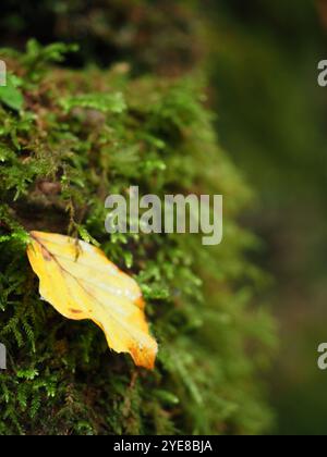 Puzzlewood Antike Forest, Forest of Dean, Gloucestershire, Großbritannien Stockfoto