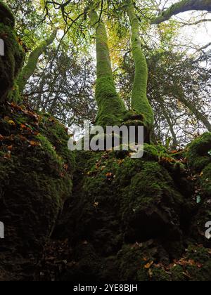 Puzzlewood Antike Forest, Forest of Dean, Gloucestershire, Großbritannien Stockfoto