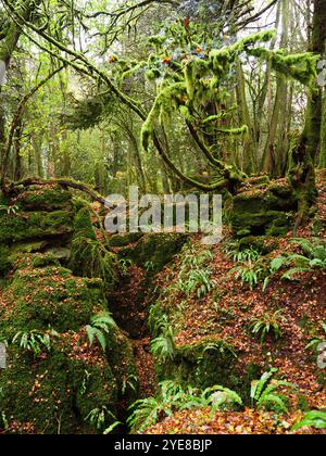 Puzzlewood Antike Forest, Forest of Dean, Gloucestershire, Großbritannien Stockfoto