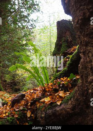 Puzzlewood Antike Forest, Forest of Dean, Gloucestershire, Großbritannien Stockfoto