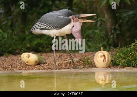 Der Marabou-Storch namens Ned genießt während des Fotobesuchs zu Halloween im Whipsnade Zoo in der Nähe von Dunstable Leckereien von einem geschnitzten Kürbis. Bilddatum: Mittwoch, 30. Oktober 2024. Stockfoto